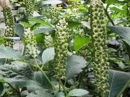 Image result for Phytolaccaceae