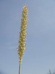 Image result for Cenchrus