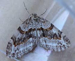 Image result for Trichopteryx