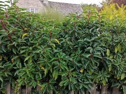 Late bloomers like 'anthony waterer' will be ready in a week or so. Portuguese Laurel Variable Sizes Evergreen Hedge Hedge Xpress