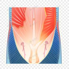 Infection spread over groin resulting in cellulitis, boil or furuncle causes severe groin pain. Male Groin Area Png Images Picture Free Download Lovepik