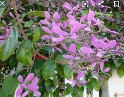 Image result for Congea