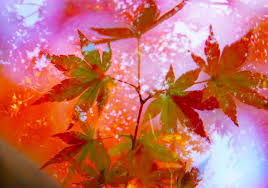 もみじ透かし撮り 1 四季の花と風景写真