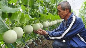Sepanjang pertumbuhan menghisap cecair pada bawah daun dan pucuk. Kenapa Buah Buahan Di Jepun Sangat Mahal Dan Dianggap Makanan Mewah Iluminasi