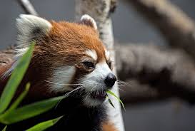 One of the best way to save endangered animals is to spread awareness about them and teach our kids why these animals are important and why there is a need to save them from extinction. Red Panda Network City Of Edmonton