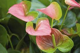 Pin On Anthuriums