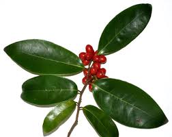 Image result for Huberantha