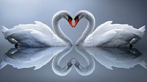 Romantic Love Birds - - - Tip, Romance HD wallpaper | Pxfuel