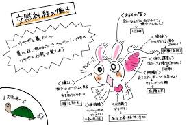 交感神経の働き覚え方 ウサギと亀の大慌てしているウサギ で覚えてみよう マンガで看護師国家試験にうかーる 看護 イラスト 看護ノート 看護