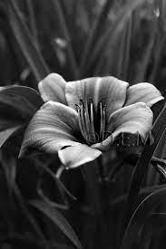 Black And White Flower Fine Art Photography Nature By Demstudio 35 00 Nature Photography Flowers Black And White Flowers Black And White Pictures