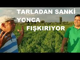 Yoncanin Hizli Buyumesi Icin Ne Yapilir Yonca Nasil Buyutulur Yonca Yetistiriciligi Youtube