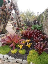 Bromeliads In Auckland Botanical Gardens Bromeliads Landscaping Plants Plants