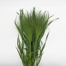 Image result for Panicum schinzii
