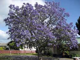 Jacaranda Mimosifolia Wikipedia