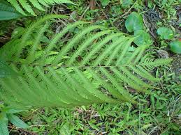 Image result for Amblovenatum opulentum