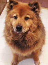 Is a german shepherd chow mix aggressive? German Chow Family Dogs Breeds Dog Breeds Most Popular Dog Breeds