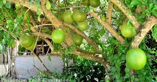 Your email address will not be published. Philippine Food Illustrated Miracle Fruit