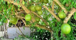 Once established, miracle berry will continue to produce fruit throughout the year, if grown in full sun. Philippine Food Illustrated Miracle Fruit