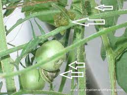 I'm assuming they're attached to the skin of the worm, right? Hornworm Damage Sustainable Market Farming