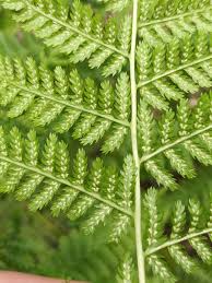 Image result for Athyrium