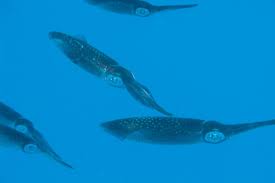 Kalmare ernähren sich von kleinen fischen und meerestieren wie krebsen oder muscheln. Malediven Kalmaare