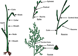 Image result for Diheteropogon filifolius