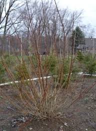 How To Trim Forsythia Easy Landscaping Front Yard Outside Plants Easy Landscaping