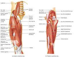 Feeling unsteady on your feet; Hip Area Anatomy Anatomy Drawing Diagram