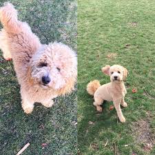 The goldendoodle is a cross between a golden retriever and a poodle. Best Types Of Goldendoodle Haircuts We Love Doodles