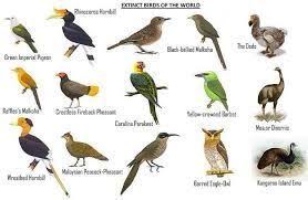 Extinct Birds With Names Google Search Extinct Birds With Names Google Search Birds Ex In 2020 Extinct Birds Birds Pictures With Names Wild Birds Unlimited