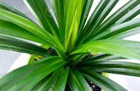 Pandan leaf natural rampe pandanus plants leaves dry organic free ceylon 25g. Pandan Leaves Or Pandanus Amaryllifolius Is A Tropical Plant Stock Photo Picture And Royalty Free Image Image 91447537