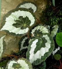 Image result for Begonia elatostemmoides
