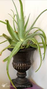 We did not find results for: Aloe Vera Plant Care How To Grow Care For Your Aloe Plants