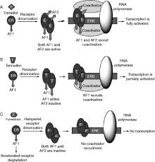 Image result for Selective Estrogen Receptor Modulator