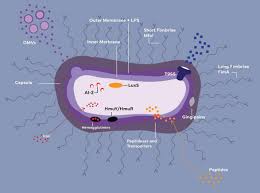 Image result for Porphyrostemma