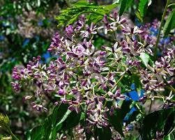 It seems to be thriving but it would be nice to know how to care for it. Deep Purple Flowering Tree