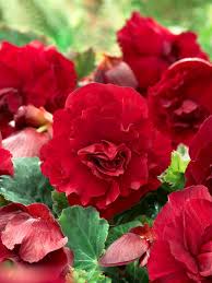 Image result for Begonia