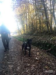 Nos chiens proposés à l'adoption. S P A 87 Ils N Attendent Que Vous L Homme En Bleu