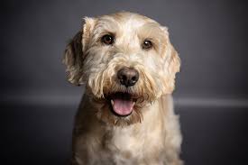 Does anyone have any experience with castration of male schnockers,  chemical or permanent?