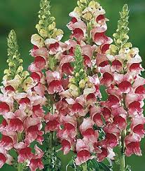 Snapdragon Plumblossom Hybrid Snapdragon Flowers Annual Flowers Beautiful Flowers Garden