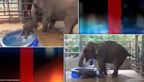 It seems like he wants to fit in the bathtub… let's see how his mother tries to help.this footage was filmed when baby elephant navann was 1 year old at elephant nature park. Video Shows Baby Elephant Bathing In A Tub Netizens Adore The Baby Tuskers Antics