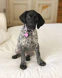 German Shorthair Pointer German Shorthaired Pointer German Shorthaired Pointer Dog Pointer Puppies