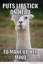 Lipstick Animal Captions Funny Animal Pictures Bones Funny