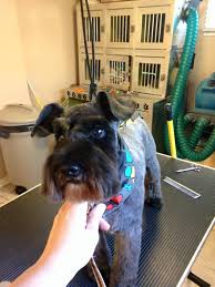 Create custom decorations for any event with photos. Sam The Schnauzer Cut See And Stuff Kit Visual Arts Dyeing Batik Efp Osteology Org