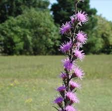 Image result for Nesaea aspera