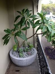 Image Result For Front Gate Frangipani Balcony Plants Plants Apartment Balcony Garden