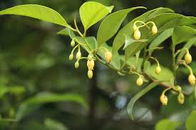 Image result for Myristicaceae