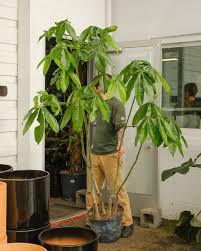 Image result for Centrostachys aquatica