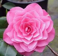Camellia Japonica April Rose Growing Roses Camellia Pink Garden