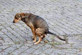 Somit gehören sie zu den häufigsten endogenen schmarotzern bei unseren vierbeinern. Giardien Beim Hund Ansteckung Symptome Behandlung Die Folgen